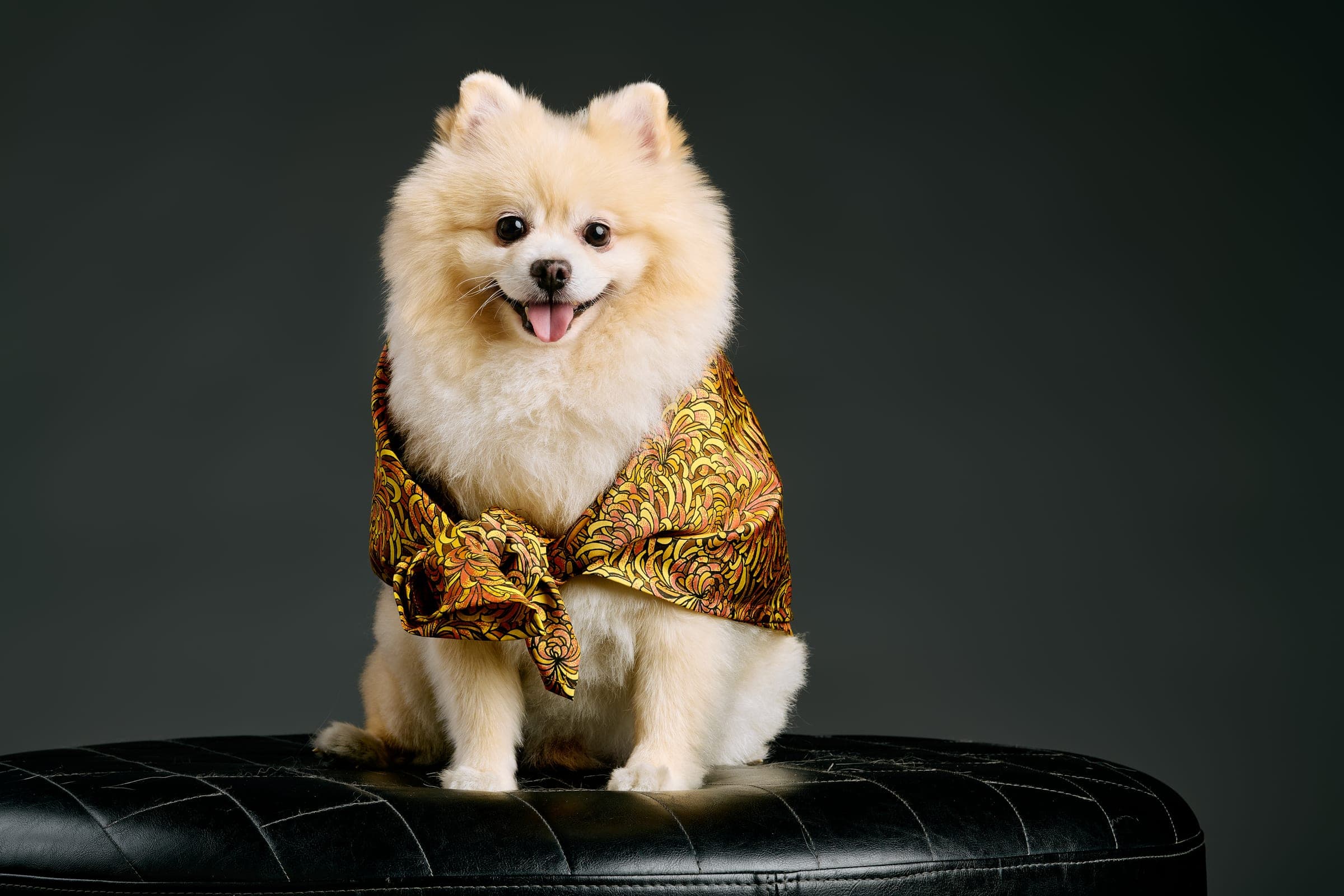A cream Pomeranian wearing the Chrysanthemum silk scarf in amber and gold