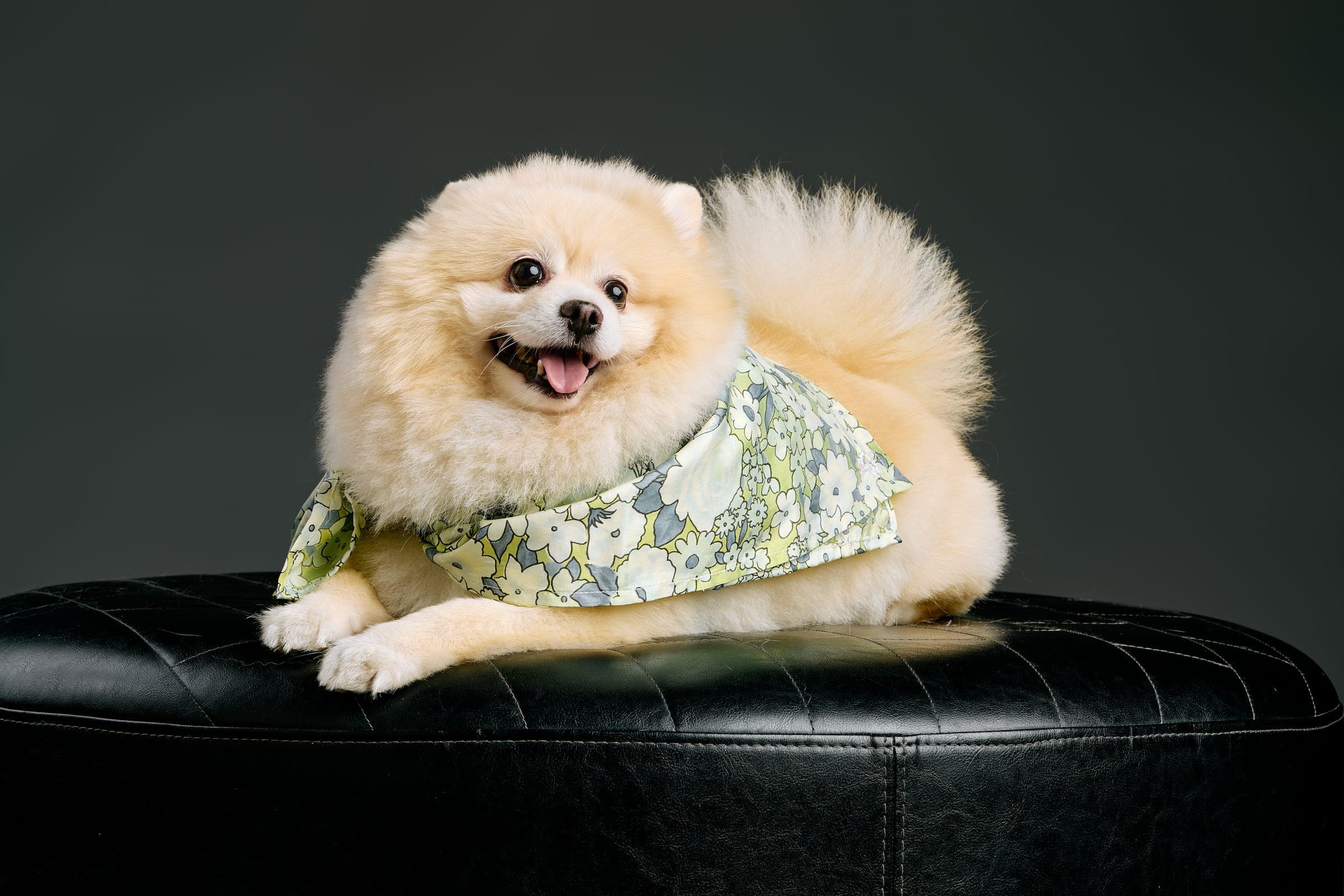 The Chrysanthemum scarf worn draped over the head, framing the dog's face