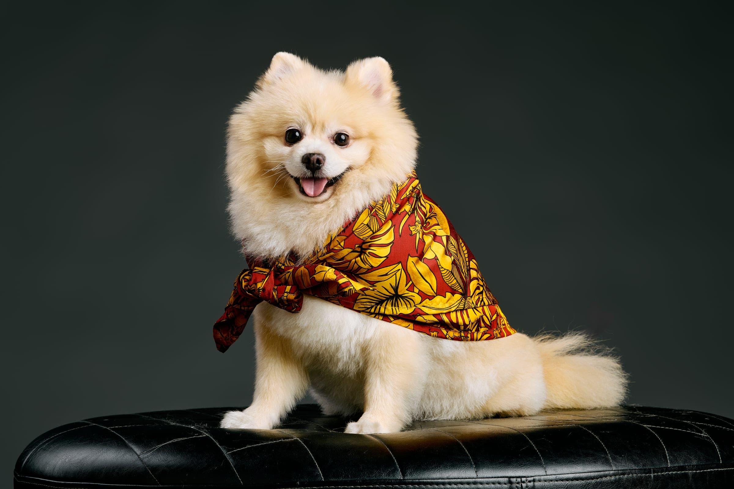 A cream Pomeranian wearing the Golden Palms silk scarf in red and gold, seated on black leather